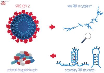 In-Depth Bioinformatic Analyses of Nidovirales Including Human SARS-CoV-2, SARS-CoV, MERS-CoV Viruses Suggest Important Roles of Non-canonical Nucleic Acid Structures in Their Lifecycles